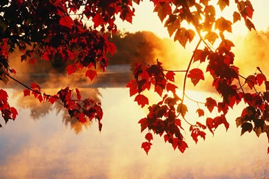 Leaves Wallpapers — Free Full HD Wallpaper. Widescreen HQ Desktop ...