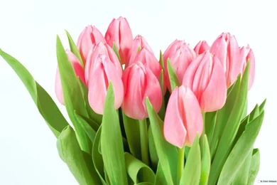 Free Wallpapers   Free Flower Wallpapers   Tulip 3 Wallpapers ...