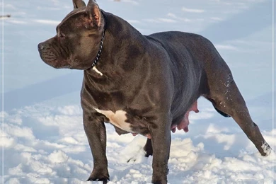 American Pitbull Dogs Wallpapers