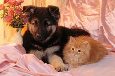 Cool Dog Backgrounds 77