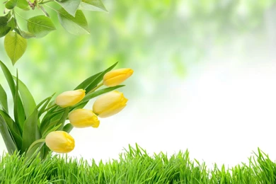 Tulip 30891   Tulip   Flowers