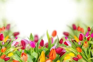 Beautiful Tulips Flower Wallpapers For Desktop, PC & Mobile