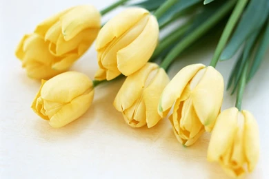 Free Wallpapers   Free Flower Wallpapers   Tulip 02 Wallpapers ...