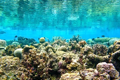 Sources   The Coral Reef