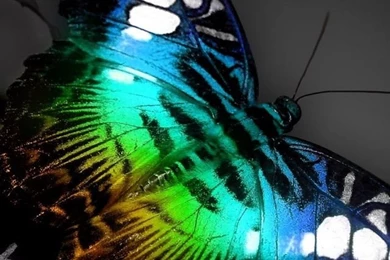 Download Wallpapers 640x960 Butterfly, Colorful, Neon, Leaves ...