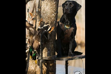 Wildrose Kennels   Free Montly Retriever Wallpapers