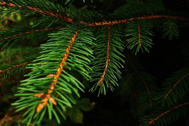 HD Desktop Backgrounds For Mac   Wallpapers Cave