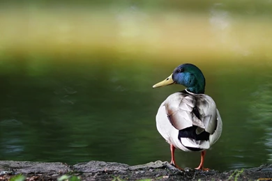 Beautiful Animal Pictures Wallpapers