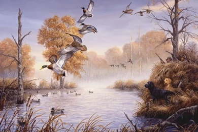 Ducks Unlimited Wallpaper Images