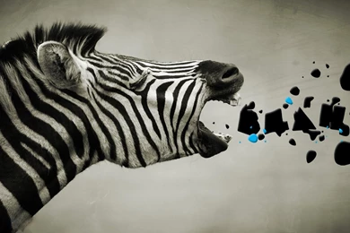 Zebra HD Wallpapers