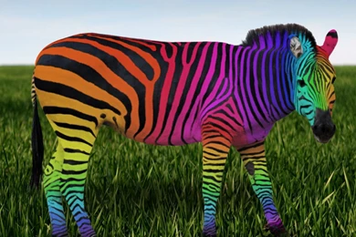 Zebras Wallpapers Page 3: Zebra Painting Acrylics Art HD ...
