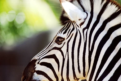 Zebra Computer Wallpapers, Desktop Backgrounds