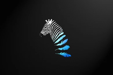 Zebra HD Wallpapers