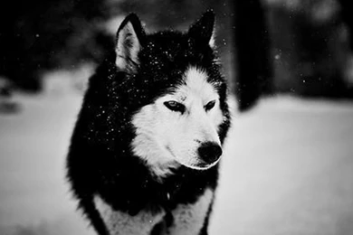 1366x768 Wolf In Winter Desktop PC And Mac Wallpapers