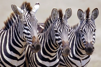 Zebras Wallpapers Page 2: Zebra Stripes Black White Wild Cool ...