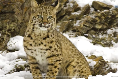 Ducks Unlimited Wallpapers