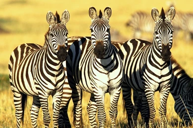 Three zebra_wild_life_animals.jpg
