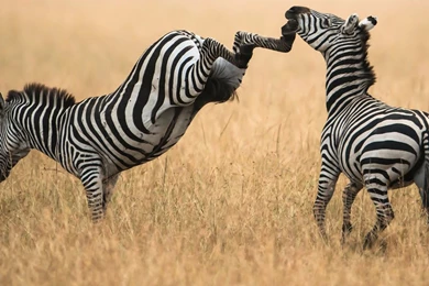 Zebras Wallpapers Page 5: Grevy Zebra Stripes Eastern Africa ...