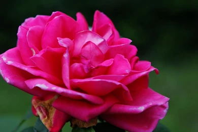Gallery For   Hot Pink Roses Wallpapers