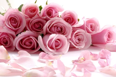 Pictures > Bunch Of Pink Roses Wallpapers