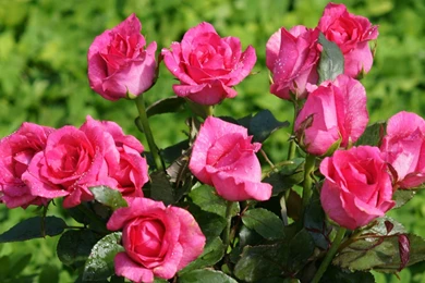 Hot pink roses dsc03578 dwp.jpg