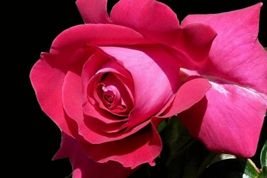 A Deep Hot Pink Rose   (