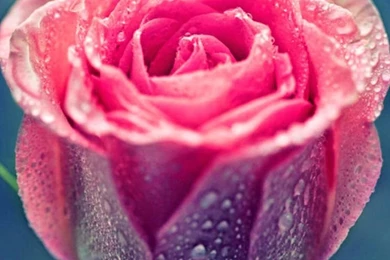 Rose iPhone 5s Wallpapers