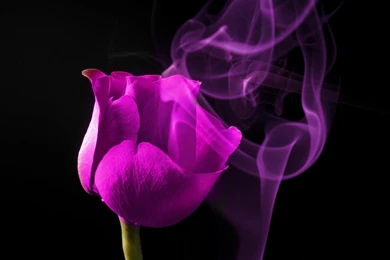 HOT PINK ROSE WALLPAPER   (