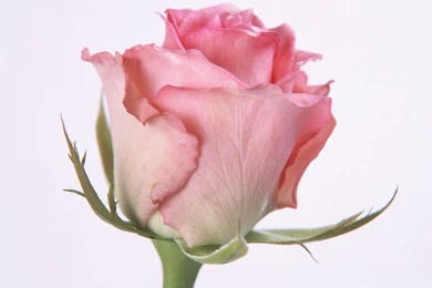 Pink Rose Wallpapers