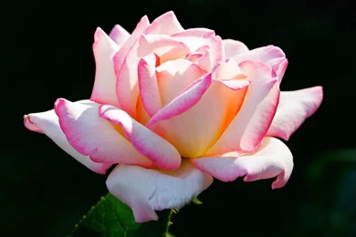 Wild Petunia, Lantana Camara & Pink Rose   Plants & Flowers ...