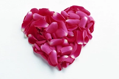 Hot Pink Rose Petals Widescreen Wallpapers