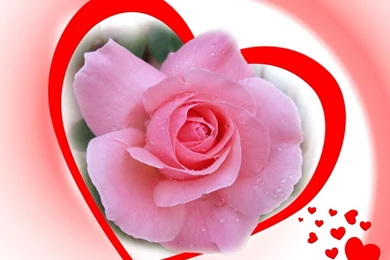Love pink rose wallpaper_dsc03848.jpg