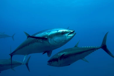 Tuna HD Wallpaper, Tuna Fish Images, New Wallpapers