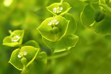 Plants Hd Wallpaper, Hd Wallpaper, Plants Wallpapers   Hemslojdsgoten