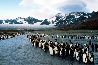 Download Wallpapers 2048x1152 Penguins, North, Mountains, Flock ...