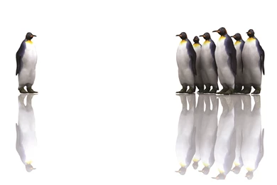 Business Penguins Backgrounds   PPT Backgrounds