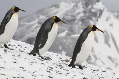 Desktop Wallpapers · Gallery · HD Notebook · Emperor Penguins ...