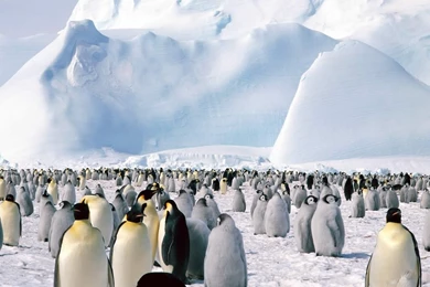 Free Penguins Backgrounds For PowerPoint   Animal PPT Templates