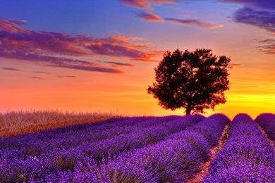 Lavender Sunset In High Resolution Wallpaper, Size: 1920x1080 ...