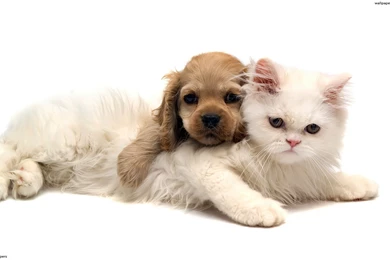 Josie's Cute And Funny Animal Board On Pinterest