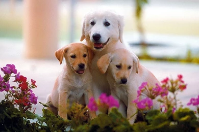 Cute Dog HD Wallpaper, Cute Dog Images, New Wallpapers