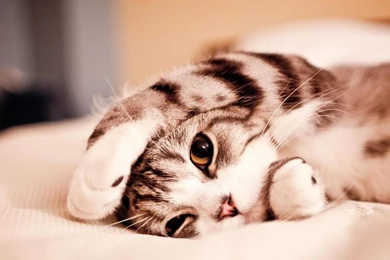 Cute Animal Wallpapers