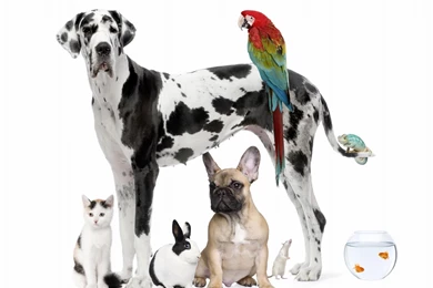 Cute Pets Wallpapers   Open Walls