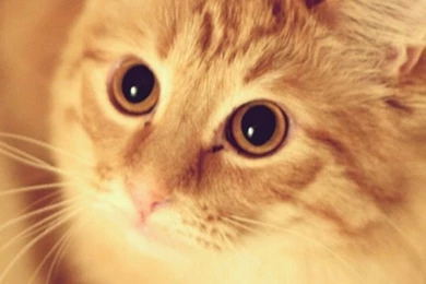 Cute Pet Kitten Cat Animal Blur iPhone 6 Wallpapers Download ...