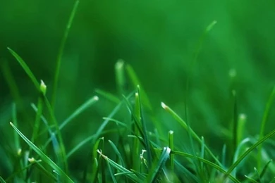 Most Popular iPhone 5s Wallpapers