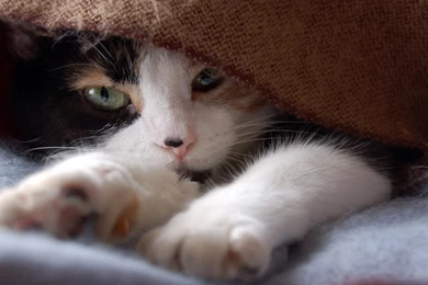 Cat Animal Pet Cats Kitty Cute Sweet Wallpapers