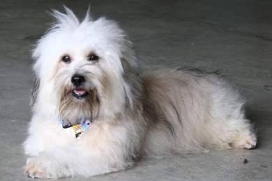 Free Wallpapers Havanese White Cute Dog