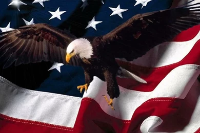 Gorgeous American Patriotic Eagle With Usa Flag