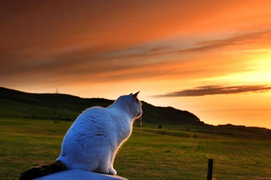 Fantasy Sunset HD Wallpapers & Backgrounds Nature HD