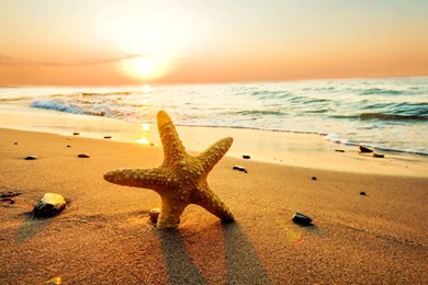 Starfish on the beach at sunset wallpaper.jpg